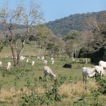 Cows in the Yvytyruzu sanctuary